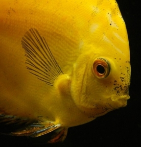 yellow_marlboro_logo02